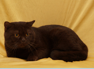 Kajan von der Stauferh&ouml;he