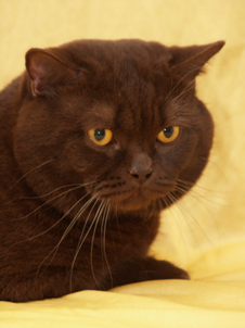 Kajan von der Stauferh&ouml;he