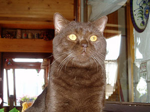 Kajan von der Stauferh&ouml;he