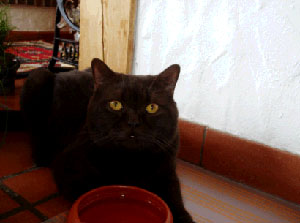 Kajan von der Stauferh&ouml;he