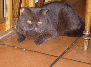 Kajan von der Stauferh&ouml;he