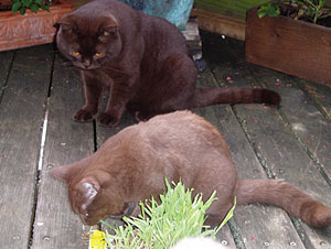 Kajan von der Stauferh&ouml;he