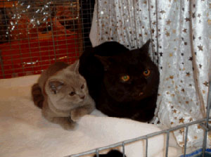 Kajan von der Stauferh&ouml;he